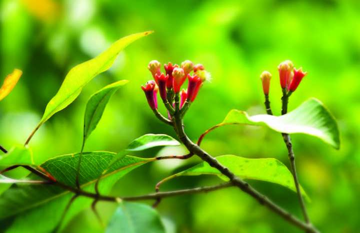 Giroflier (Syzygium aromaticum)
