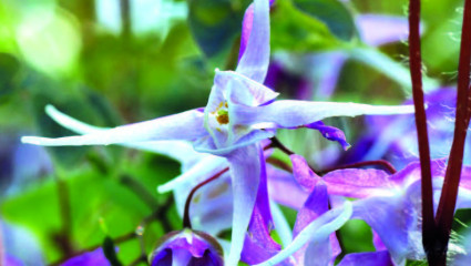  l’ika riso (Epimedium grandiflorum)