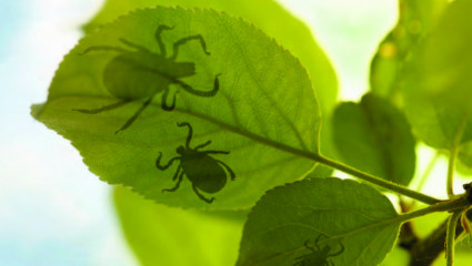 la maladie de Lyme