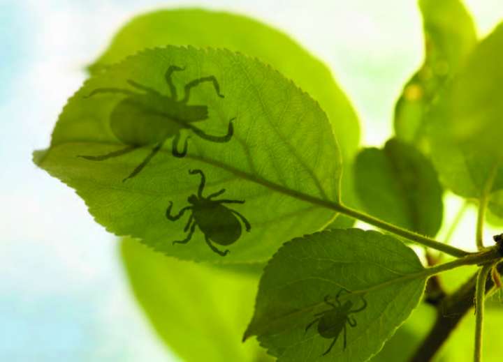 la maladie de Lyme