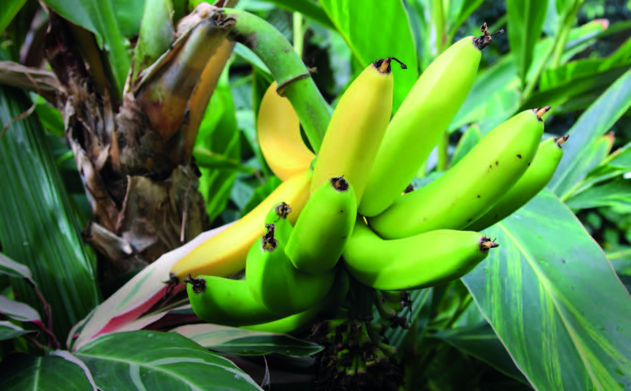 Les bienfaits de la banane pour la santé