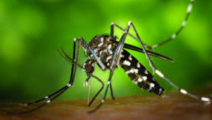 Virus Zika