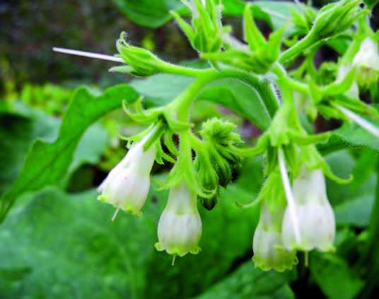 Consoude officinale (Symphytum of cinale)