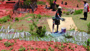 Le desmodium Madagascar