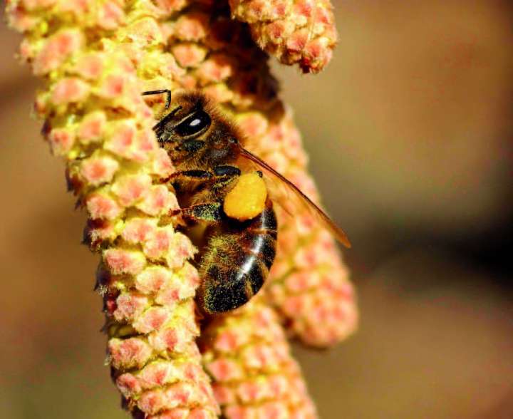 Propolis: fongicide écologique pour les ravageurs de plantes les plus  fréquents.