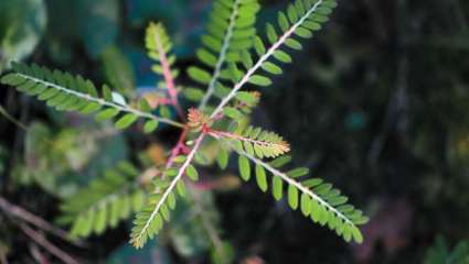 Phyllanthus urinaria