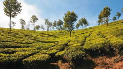 Plantations de café au Kenya