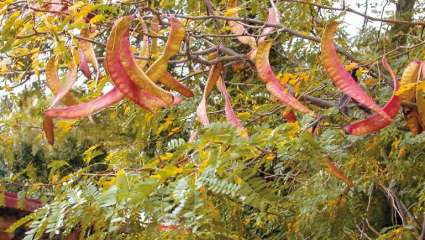 Févier d’Amérique (Gleditsia triacanthos)