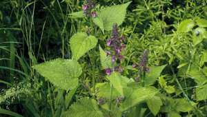 Epiaire (Stachys sylvatica)