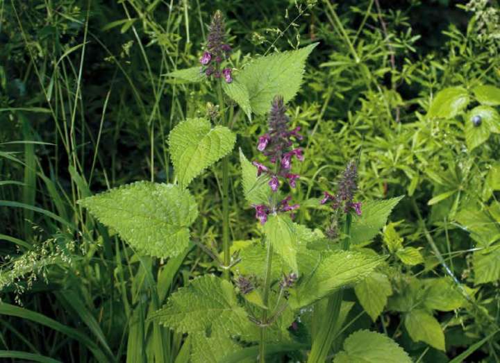 Epiaire (Stachys sylvatica)