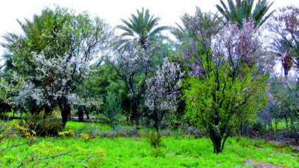 Arbres - nature