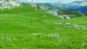 Plateau de Font d’Urle Une lande préalpine, refuge d’une flore rare