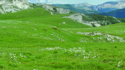 Plateau de Font d’Urle Une lande préalpine, refuge d’une flore rare