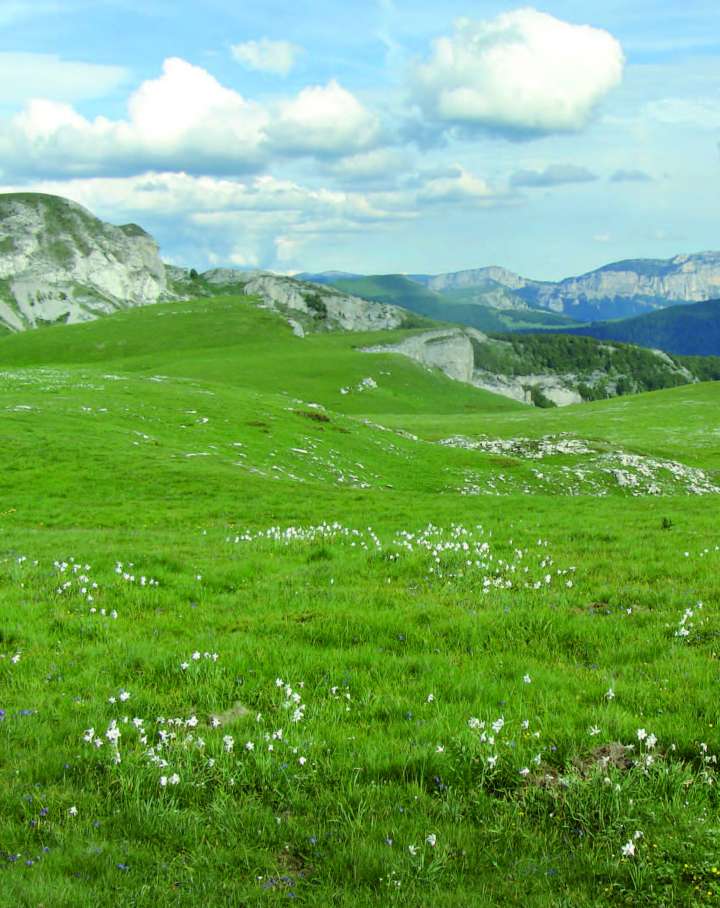 Plateau de Font d’Urle Une lande préalpine, refuge d’une flore rare