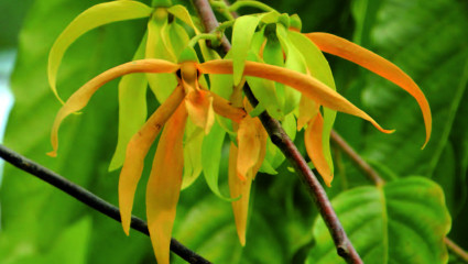 Ylang-ylang