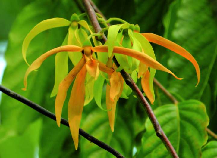 Ylang-ylang