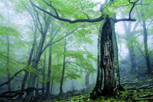 Forêt de la Massane