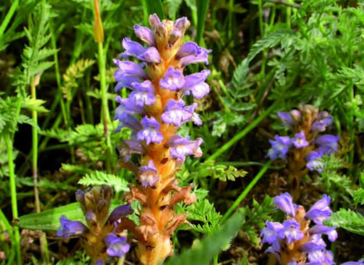 Orobanche rameuse