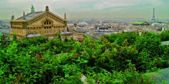 Le toit végétalisé des Galeries Lafayette