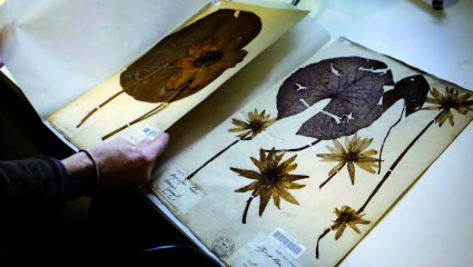 Restauration des planches du Museum national d’histoire naturelle.