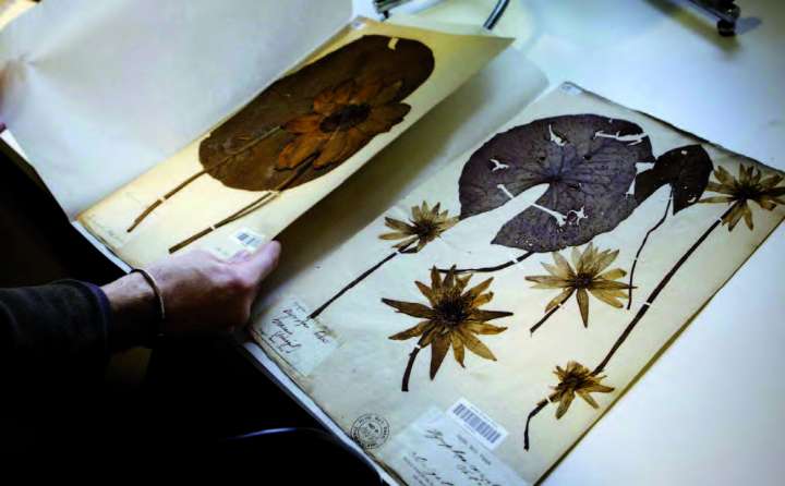 Restauration des planches du Museum national d’histoire naturelle.