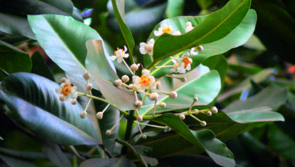 Calophylle ou takamaka