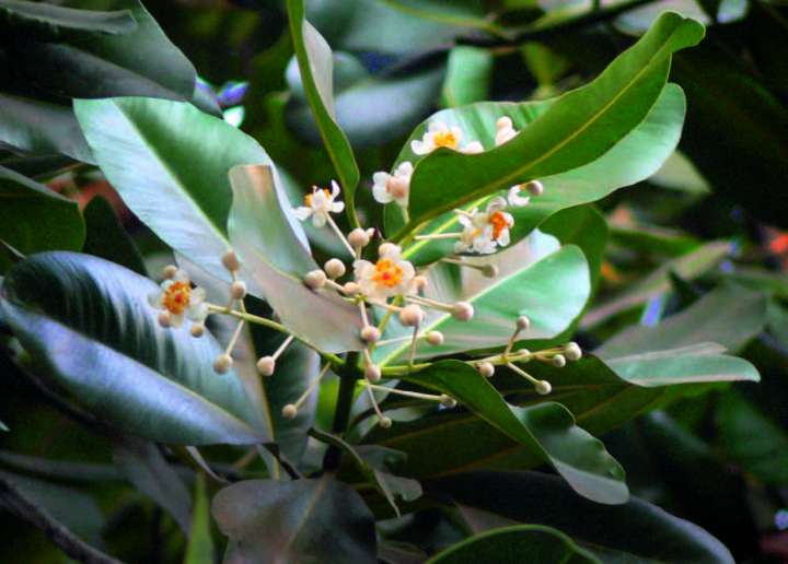 Calophylle ou takamaka