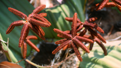 Welwitschia mirabilis