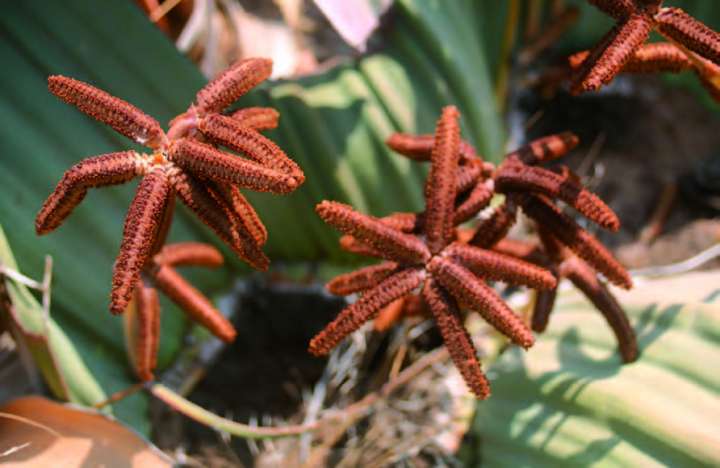 Welwitschia mirabilis