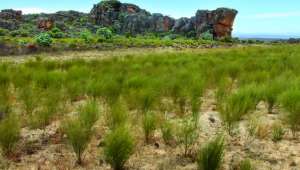 Afrique du sud - Le rooibos