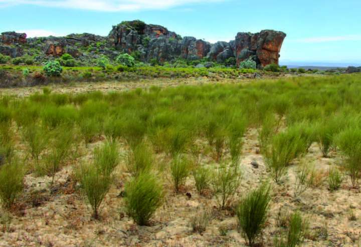 Afrique du sud - Le rooibos