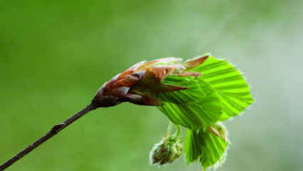 Le bourgeon de hêtre