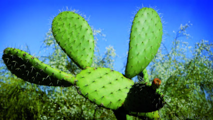 Cactus