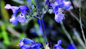 Nepeta amethystina