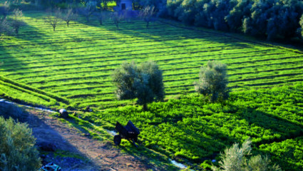 Maroc huiles essentielles