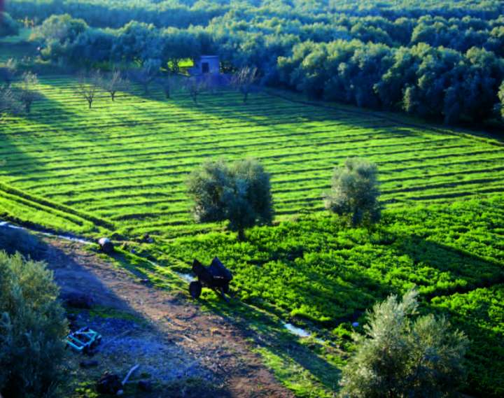 Maroc huiles essentielles