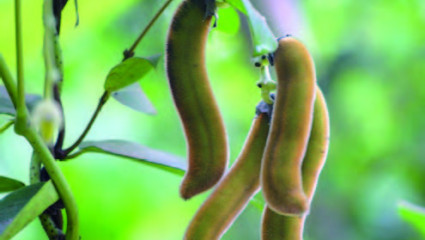 plantes médicinales