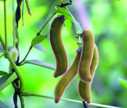 plantes médicinales