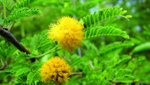 Cassie ancienne, royvazaha en malgache, Vachellia farnesiana