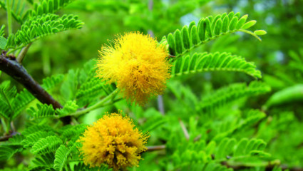 Cassie ancienne, royvazaha en malgache, Vachellia farnesiana