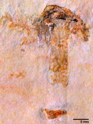 Champignon fossile
