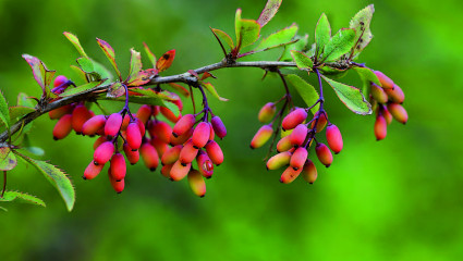 Épine-vinette, berberis vulgaris