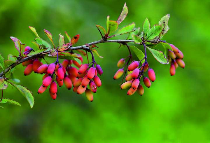 Épine-vinette, berberis vulgaris