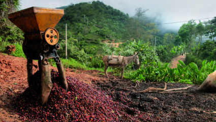 café et cacao