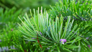 Le sapin de Sibérie