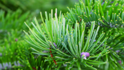 Le sapin de Sibérie