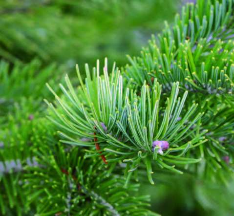 Le sapin de Sibérie