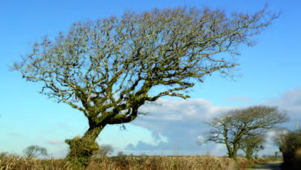 Arbres, lumière et  vent