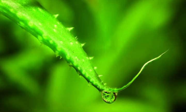 aloe vera