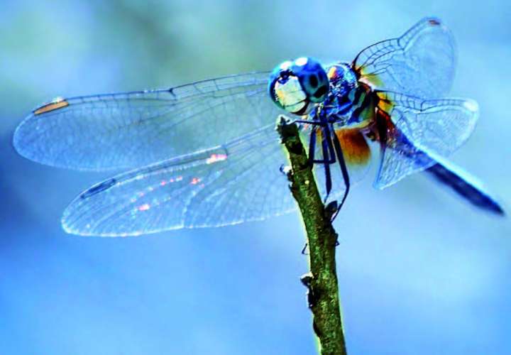 déclin des insectes